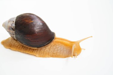 Beyaz arka planda büyük bir kara salyangozu. Sıradışı hayvanlar. Geleneksel olmayan kozmetoloji ve tıp.