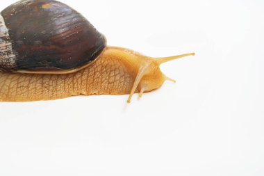 Beyaz arka planda büyük bir kara salyangozunun parçası. Sıradışı hayvanlar. Geleneksel olmayan kozmetoloji ve tıp.