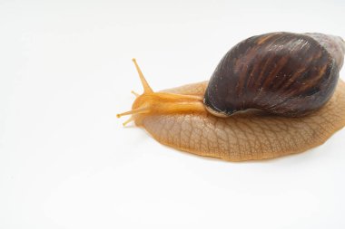 Üst Manzara. Beyaz arka planda büyük bir kara salyangozu. Sıradışı hayvanlar. Geleneksel olmayan kozmetoloji ve tıp.