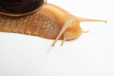 Beyaz arka planda büyük bir kara salyangozunun parçası. Sıradışı hayvanlar. Geleneksel olmayan kozmetoloji ve tıp.