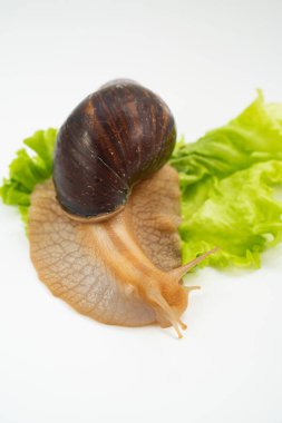 Büyük bir kara salyangozu beyaz arka planda marul yaprağı yer. Sıradışı hayvanlar. Geleneksel olmayan kozmetoloji ve tıp.