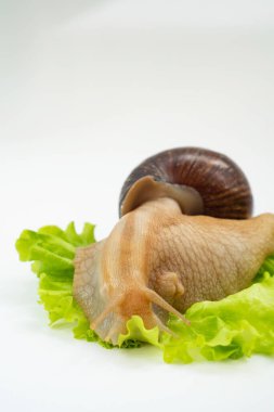 Büyük bir kara salyangozu beyaz arka planda marul yaprağı yer. Sıradışı hayvanlar. Geleneksel olmayan kozmetoloji ve tıp.