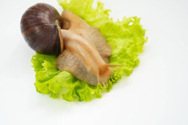 Büyük bir kara salyangozu beyaz arka planda marul yaprağı yer. Sıradışı hayvanlar. Geleneksel olmayan kozmetoloji ve tıp.