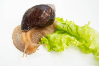 Büyük bir kara salyangozu beyaz arka planda marul yaprağı yer. Sıradışı hayvanlar. Geleneksel olmayan kozmetoloji ve tıp.