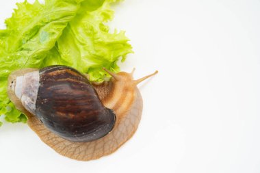 Büyük bir kara salyangozu beyaz arka planda marul yaprağı yer. Sıradışı hayvanlar. Geleneksel olmayan kozmetoloji ve tıp.