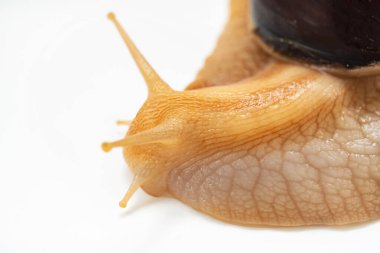 Beyaz arka planda büyük bir kara salyangozunun parçası. Sıradışı hayvanlar. Geleneksel olmayan kozmetoloji ve tıp.