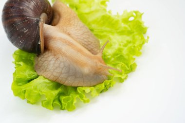 Büyük bir kara salyangozu beyaz arka planda marul yaprağı yer. Sıradışı hayvanlar. Geleneksel olmayan kozmetoloji ve tıp.