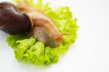 Büyük bir kara salyangozu beyaz arka planda marul yaprağı yer. Sıradışı hayvanlar. Geleneksel olmayan kozmetoloji ve tıp.