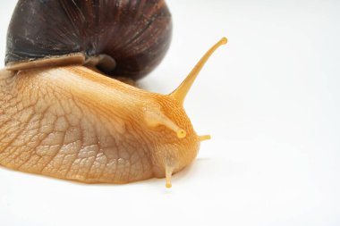 Beyaz arka planda büyük bir kara salyangozunun parçası. Sıradışı hayvanlar. Geleneksel olmayan kozmetoloji ve tıp.