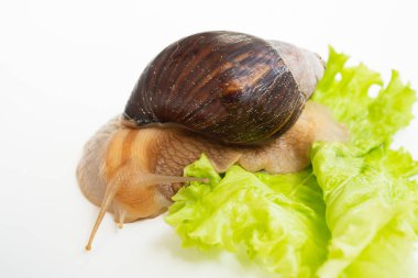 Büyük bir kara salyangozu beyaz arka planda marul yaprağı yer. Sıradışı hayvanlar. Geleneksel olmayan kozmetoloji ve tıp.