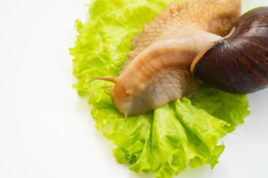 Büyük bir kara salyangozu beyaz arka planda marul yaprağı yer. Sıradışı hayvanlar. Geleneksel olmayan kozmetoloji ve tıp.