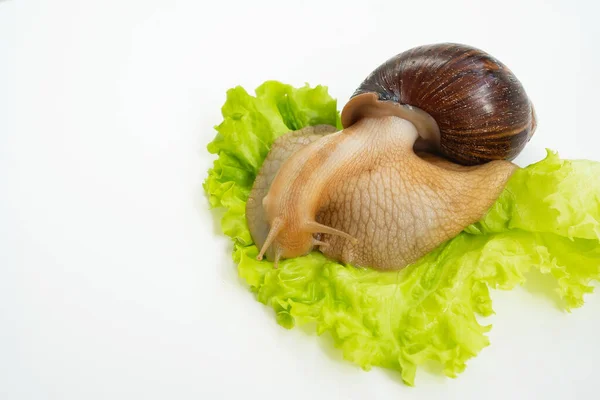一只大陆地蜗牛在白色的背景上吃莴苣叶 不寻常的宠物非传统美容术和医学 — 图库照片