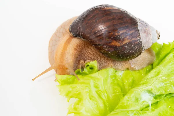 Una Grande Chiocciola Terra Mangia Foglie Lattuga Uno Sfondo Bianco — Foto Stock