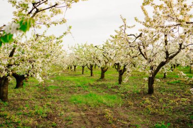 Çiçekli bahar ağaçları. Meyve bahçesindeki çiçeklerin kokusu. Aromaterapi. Doğanın güzelliği.