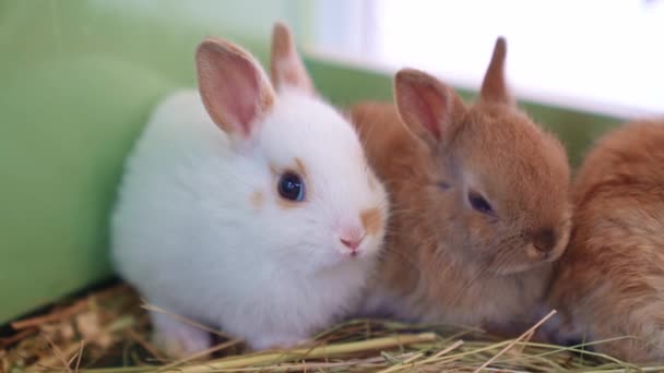 Şirin Yavru Tavşan Otlakta Samanlıkta Oturuyor Evcil Hayvanlar Hayvan Dükkanı — Stok video