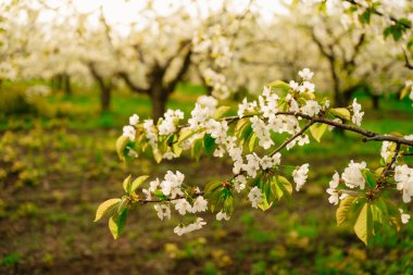 Çiçek açan bahar ağaçlarının dalları güneşte. Meyve bahçesindeki çiçeklerin kokusu. Aromaterapi. Doğanın güzelliği.