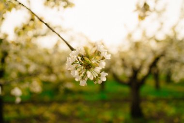 Çiçek açan bahar ağaçlarının dalları güneşte. Meyve bahçesindeki çiçeklerin kokusu. Aromaterapi. Doğanın güzelliği.