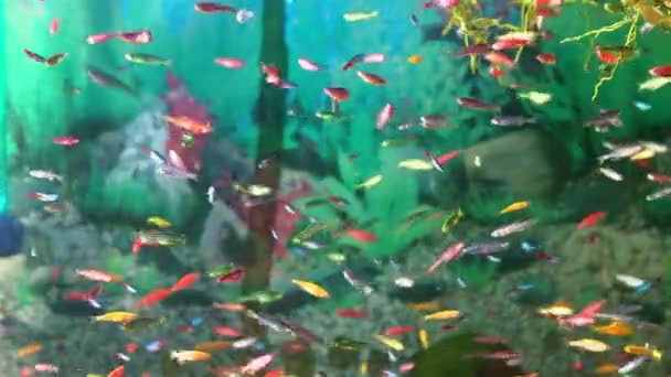 Små Flerfarvede Fisk Svømmer Akvariets Vand Skyde Gennem Glasset Sælge – Stock-video