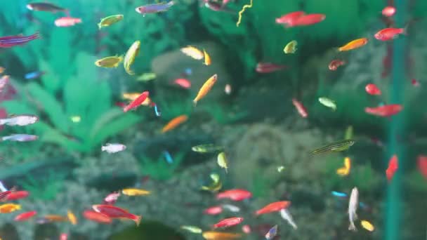 Μικρά Πολύχρωμα Ψάρια Κολυμπούν Στο Νερό Του Ενυδρείου Πυροβολώντας Μέσα — Αρχείο Βίντεο
