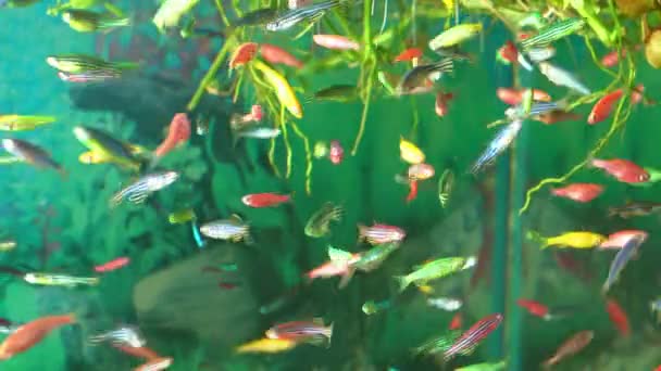 Små Flerfarvede Fisk Svømmer Akvariets Vand Skyde Gennem Glasset Sælge – Stock-video