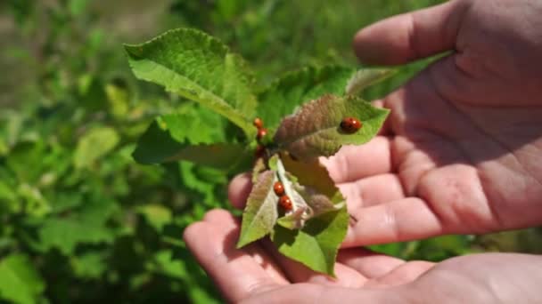 Kevers Lieveheersbeestjes Een Blad Observatie Van Insecten Natuur Close — Stockvideo