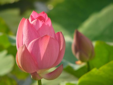 Lotus saf bir semboldür