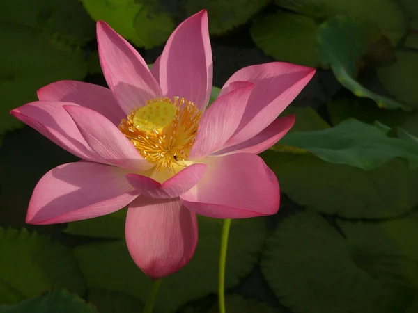 Lotus ist ein Symbol für reine — Stockfoto