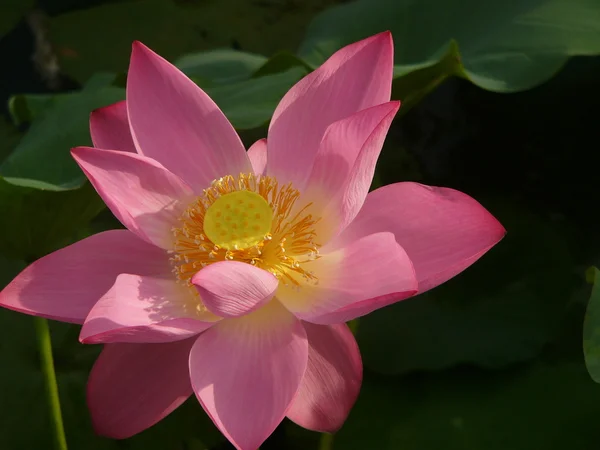 Lotus is a symbol of pure — Stock Photo, Image