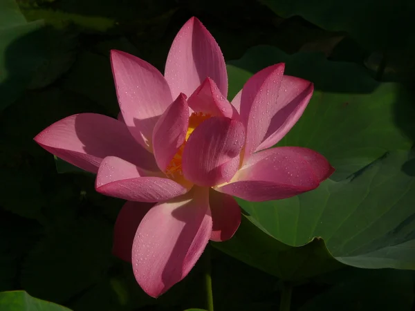 Lotus é um símbolo de puro — Fotografia de Stock