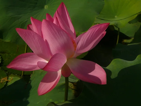 Lotus este un simbol al purii. — Fotografie, imagine de stoc