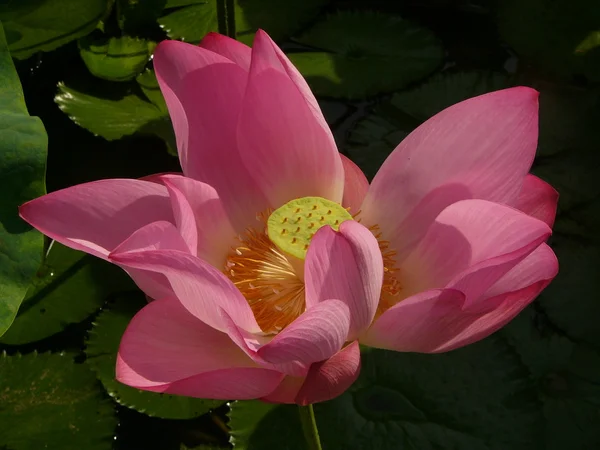 Lotus ist ein Symbol für reine — Stockfoto