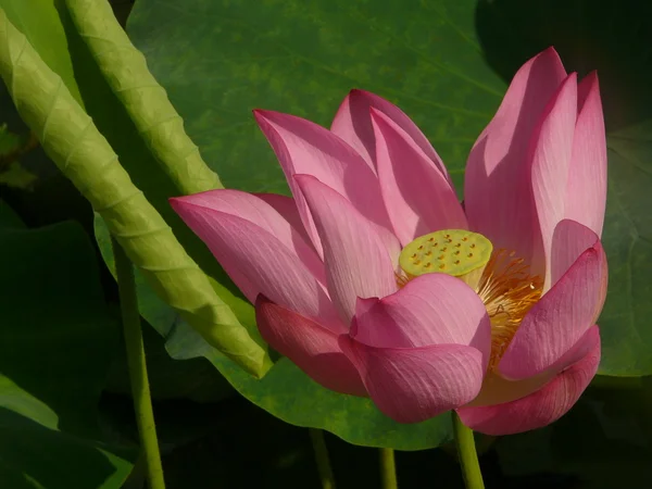 Lotus é um símbolo de puro — Fotografia de Stock