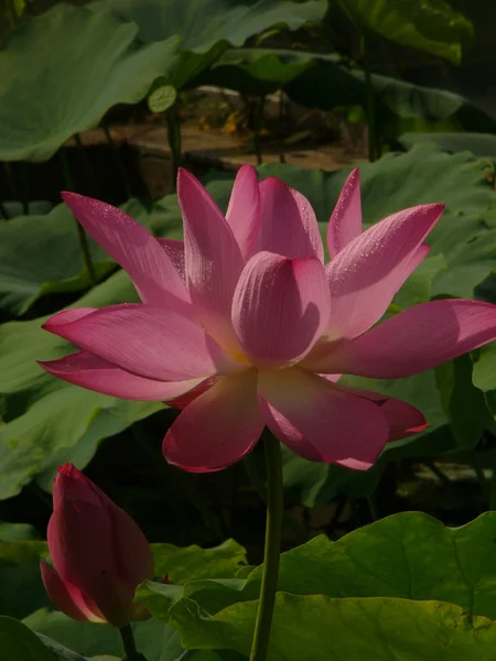 Lotus είναι ένα σύμβολο της καθαρής — Φωτογραφία Αρχείου