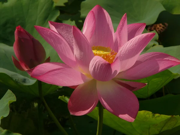 Lotus is een symbool van pure — Stockfoto