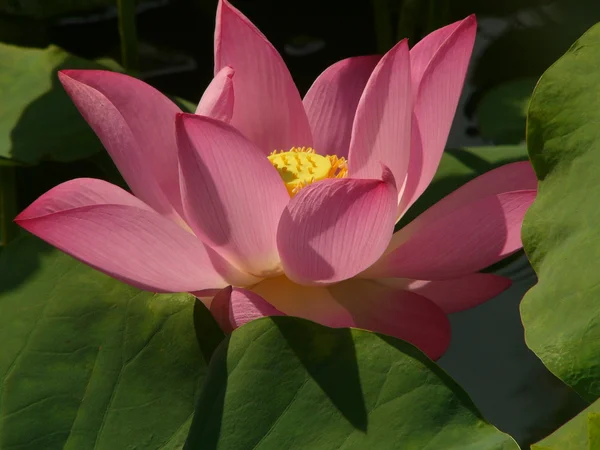 Lotus is een symbool van pure — Stockfoto