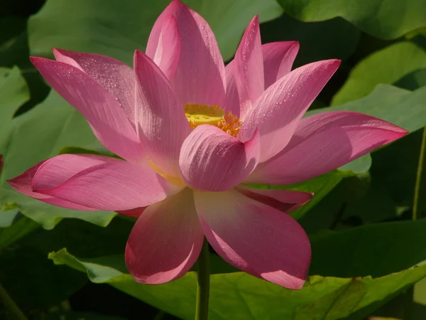 Lotus é um símbolo de puro — Fotografia de Stock