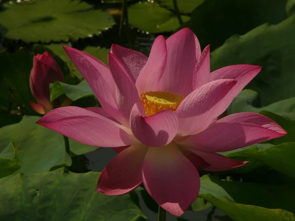 Lotus est un symbole de pure — Photo