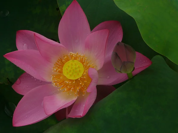 Lotus szimbóluma a tiszta — Stock Fotó