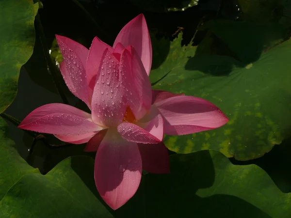Lotus saf bir semboldür — Stok fotoğraf