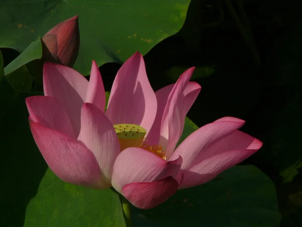Lotus είναι ένα σύμβολο της καθαρής — Φωτογραφία Αρχείου