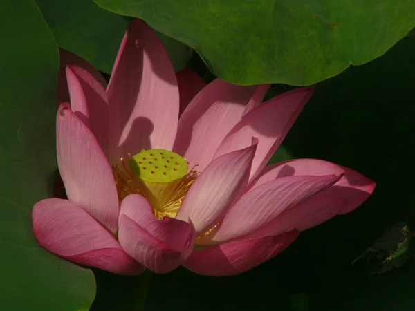 Lotus is een symbool van pure — Stockfoto