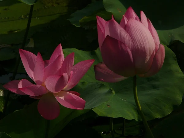 Lotus este un simbol al purii. — Fotografie, imagine de stoc