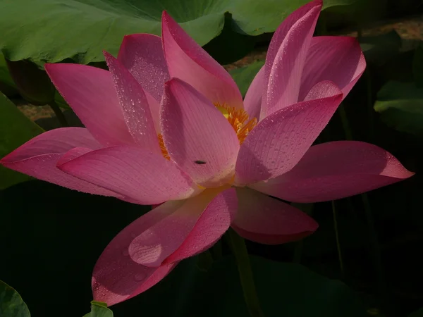 Lotus is een symbool van pure — Stockfoto