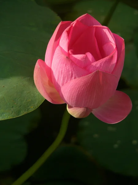 Lotus is a symbol of pure — Stock Photo, Image