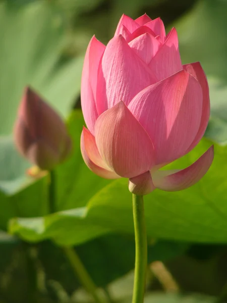 Lotus é um símbolo de puro — Fotografia de Stock