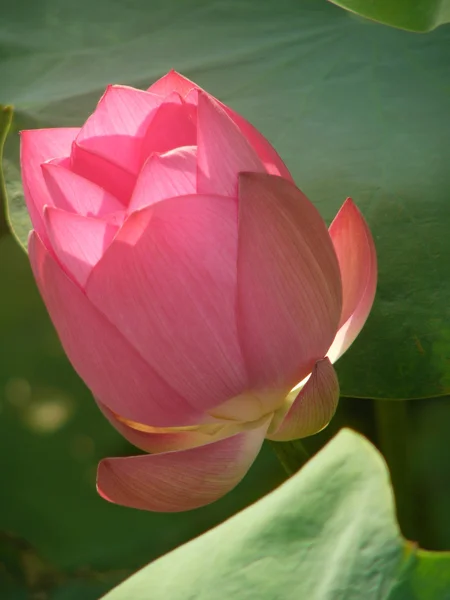 Lotus is a symbol of pure — Stock Photo, Image