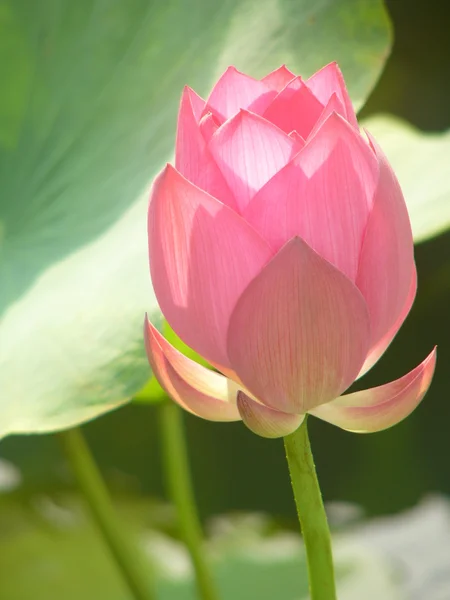 Lotus ist ein Symbol für reine — Stockfoto