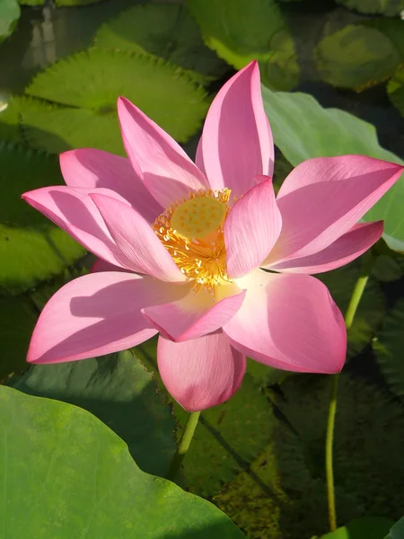 Lotus ist ein Symbol für reine — Stockfoto