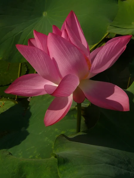 Lotus is een symbool van pure — Stockfoto