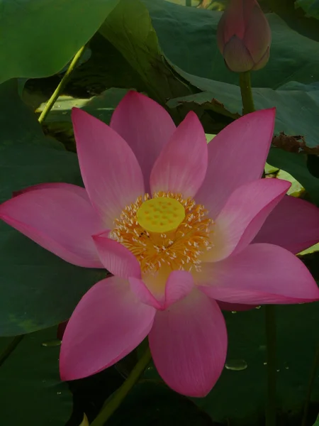 Lotus is a symbol of pure — Stock Photo, Image